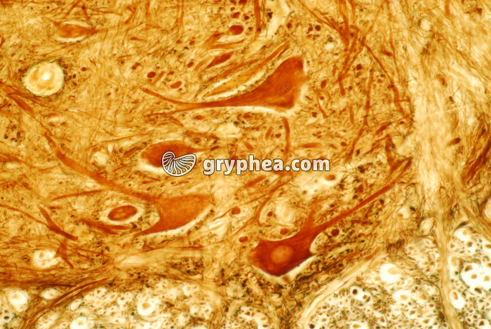 Motoneurones de la moelle épinière x160 - gryphea.com